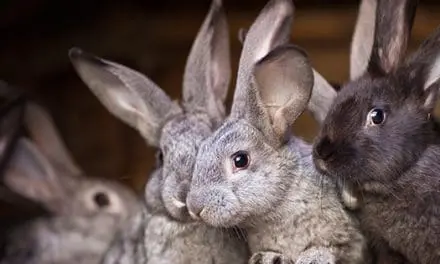 Rabbits