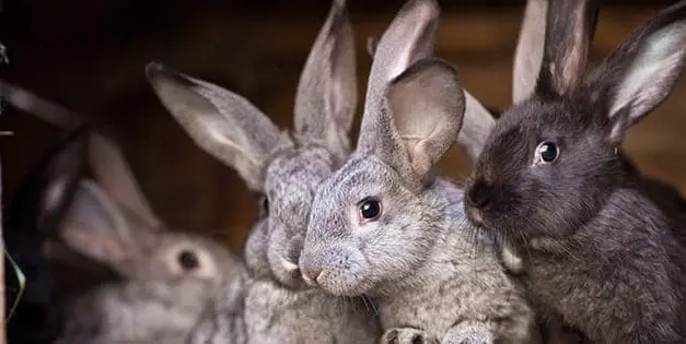 Rabbits
