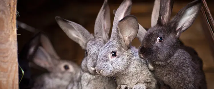 Rabbits