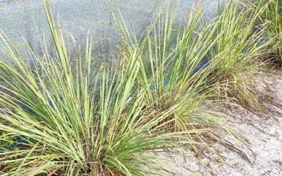 Do You Have This Plant In Your Backyard?