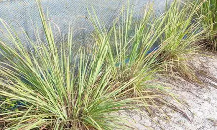 Do You Have This Plant In Your Backyard?