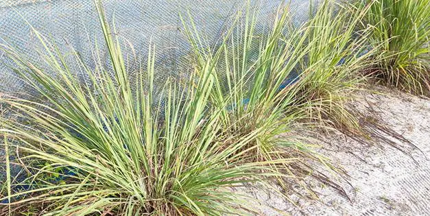 Do You Have This Plant In Your Backyard?