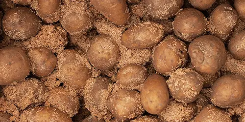 uses for sawdust - grow potatoes