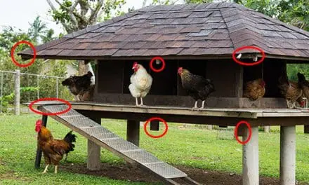 Chicken Secrets Nobody Told You About