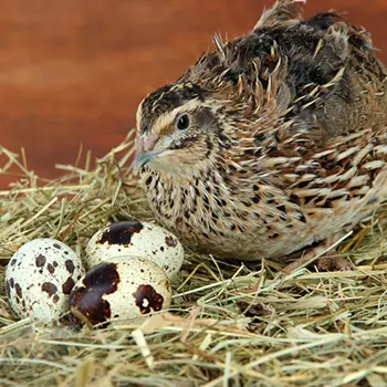 how to raise quail - quail with eggs