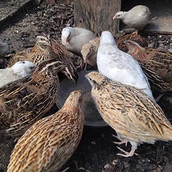 how to raise quail - feeding