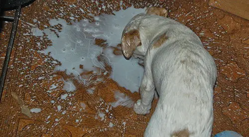 How To Dehydrate Milk for Long Term Storage