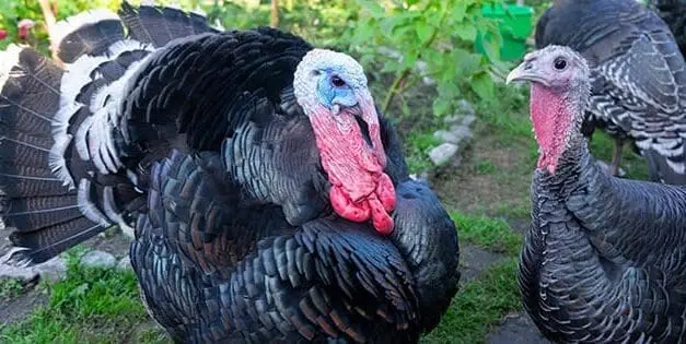 Turkeys
