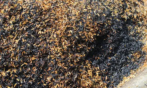 charcoal to supercharge compost