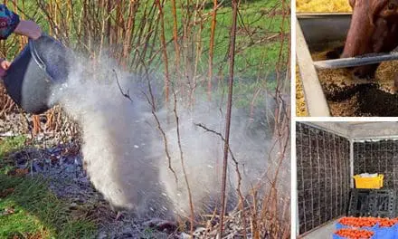 This Is Why You Should Have Charcoal Around The Property