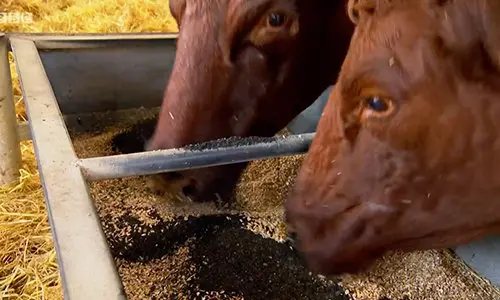 using charcoal for animal feed