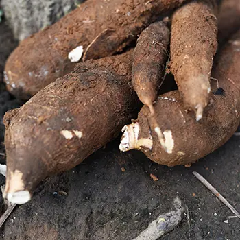 Pioneer yuca root