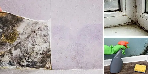 6 Simple Ways To Naturally Remove Mold