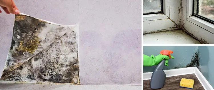 6 Simple Ways To Naturally Remove Mold