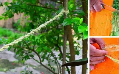 DIY Rope From Most Common Plants