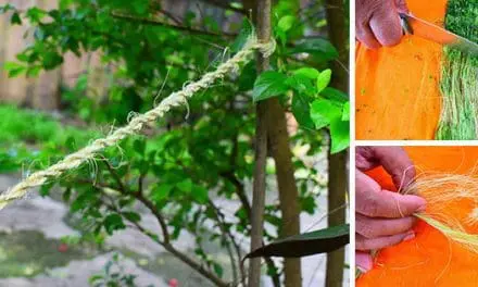 DIY Rope From Most Common Plants