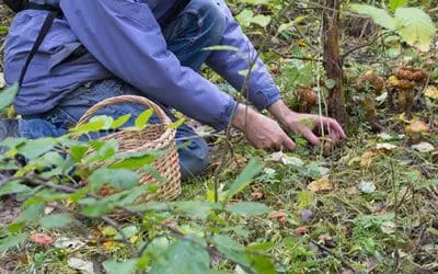 Here’s What You Need to Build a Forager’s Toolkit