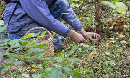 Here’s What You Need to Build a Forager’s Toolkit