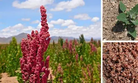 This Is Why You Should Grow Quinoa