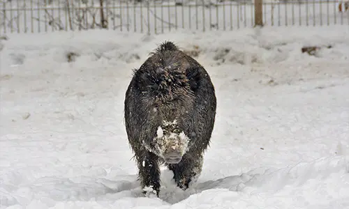 What To Do If You Find A Wild Boar On Your Property