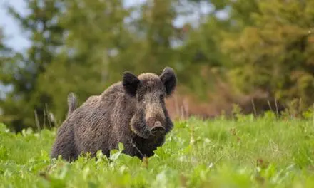 What To Do If You Find A Wild Boar On Your Property