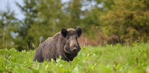 What To Do If You Find A Wild Boar On Your Property