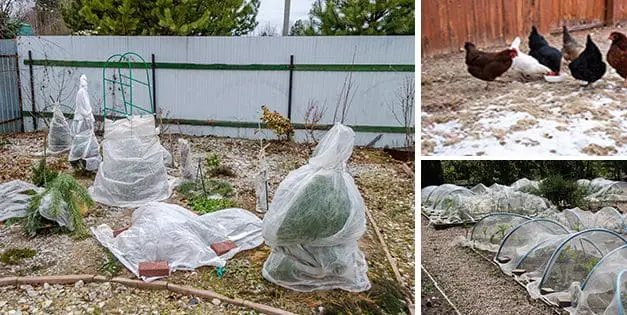 Homesteading To Do’s: January