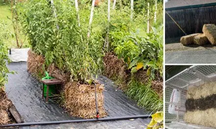 Straw Bale Gardening