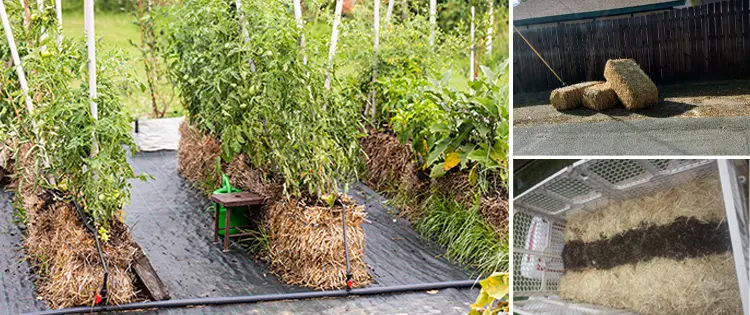 Straw Bale Gardening