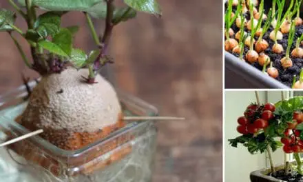 10 Vegetables That Are Too Easy To Grow Inside