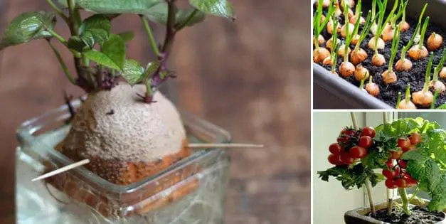 10 Vegetables That Are Too Easy To Grow Inside