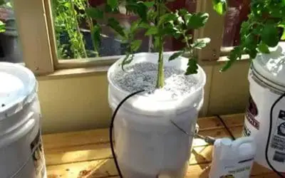 DIY Dutch Bucket Hydroponics System