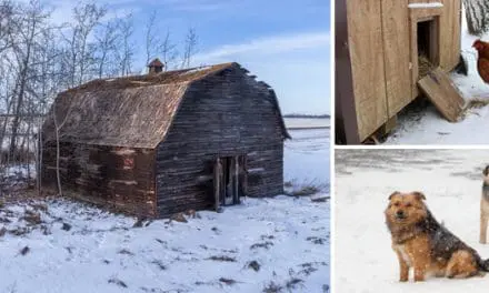 How To Keep Your Livestock Safe In Bad Winter Weather