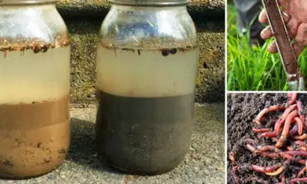 How to Prepare Your Soil For Your Spring Garden