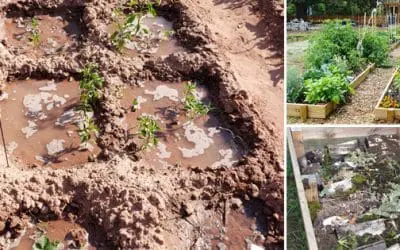 22 Ways to Boost Food Production in 2022