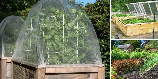 Raised Bed VS In-Ground Gardens