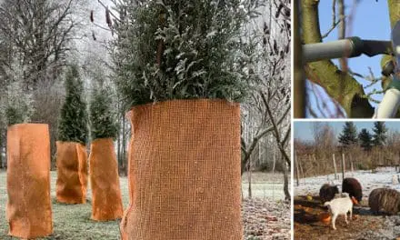 Homesteading To Do’s: February