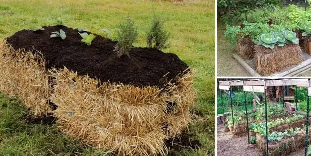 Straw Bale Gardening 101