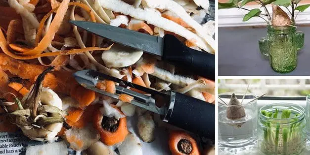 Vegetables You Can Re-Grow From Scraps