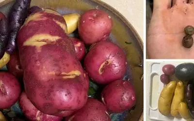 How To Breed New Potatoes