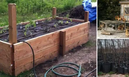 Homesteading To Do’s: March