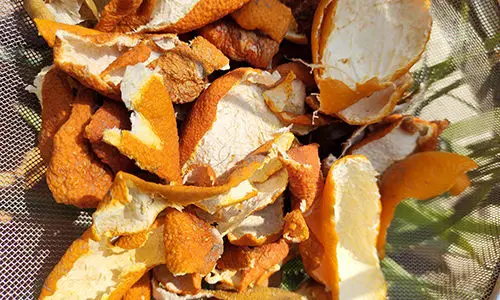 orange peels