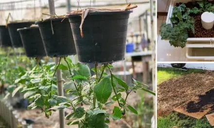 Strange Gardening Tips And Tricks That Really Work
