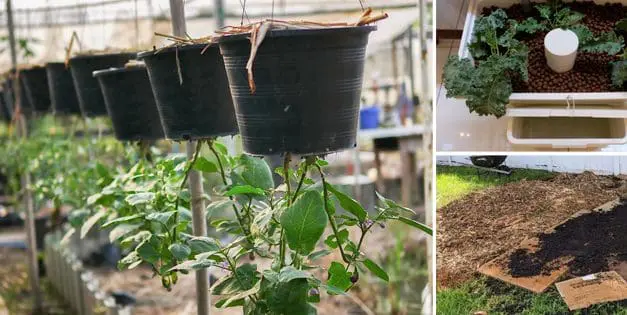 Strange Gardening Tips And Tricks That Really Work