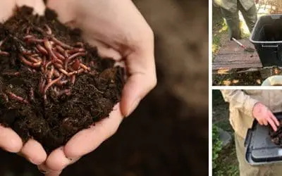 Worm-Farm: The Most Profitable Farm Per Square Metre