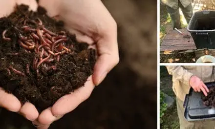 Worm-Farm: The Most Profitable Farm Per Square Metre