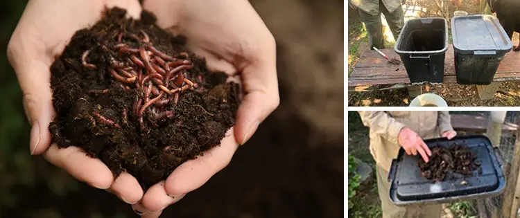 Worm-Farm: The Most Profitable Farm Per Square Metre