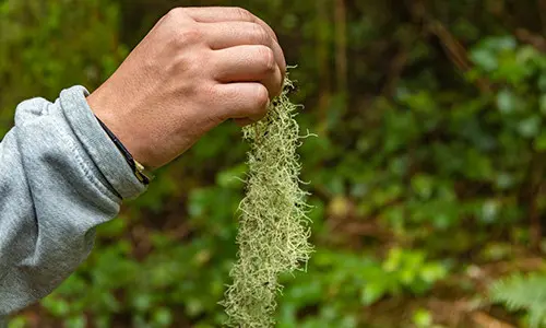 Just Like Doxycycline: The Antibiotic That Grows In Your Backyard