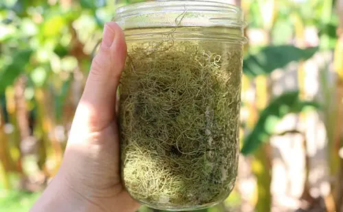 usnea tincture to improve respiratory problems