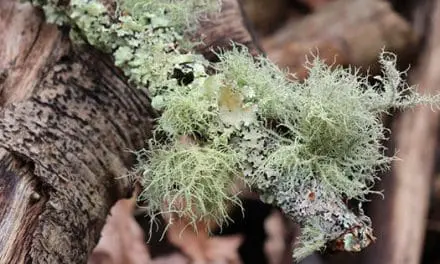 Just Like Doxycycline: The Antibiotic That Grows In Your Backyard